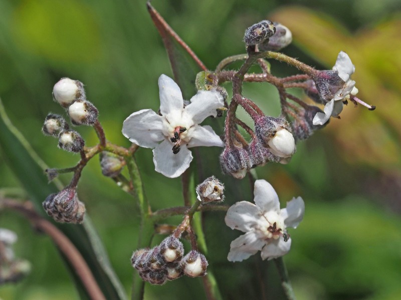 Afrotysonia glochidiata photo 5