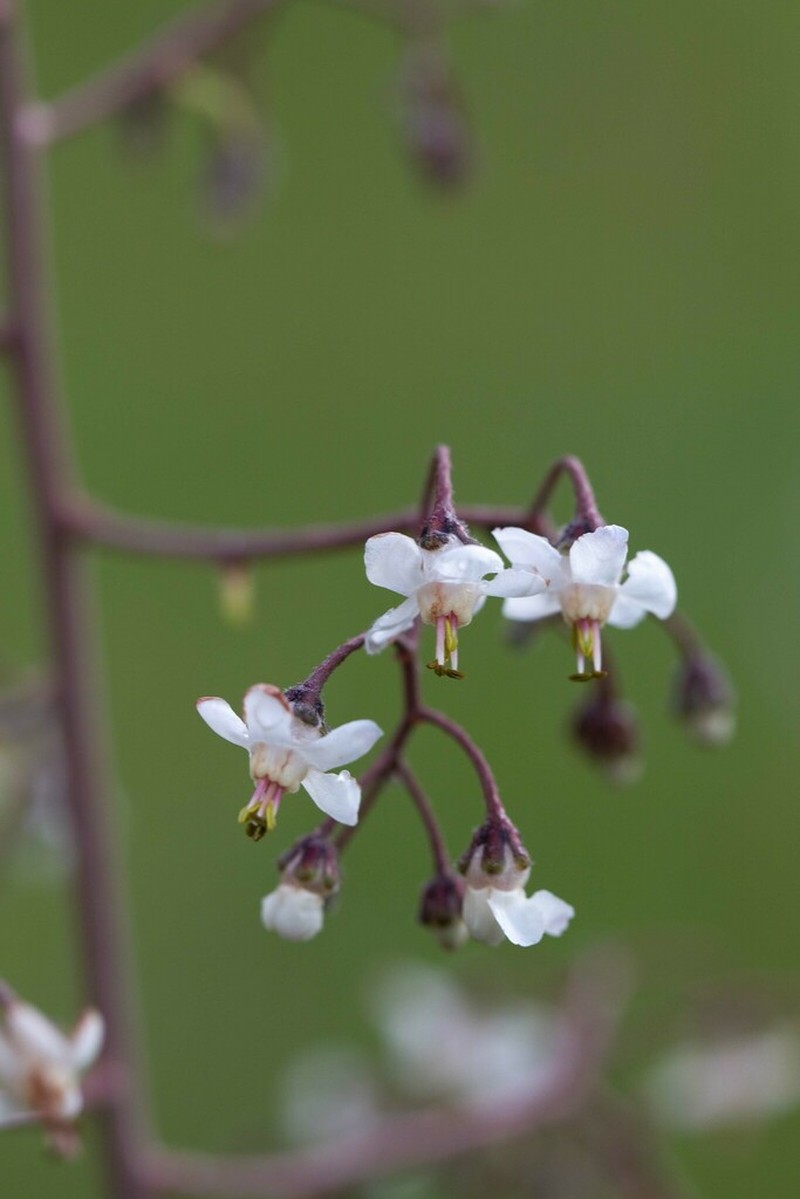 Afrotysonia glochidiata photo 6