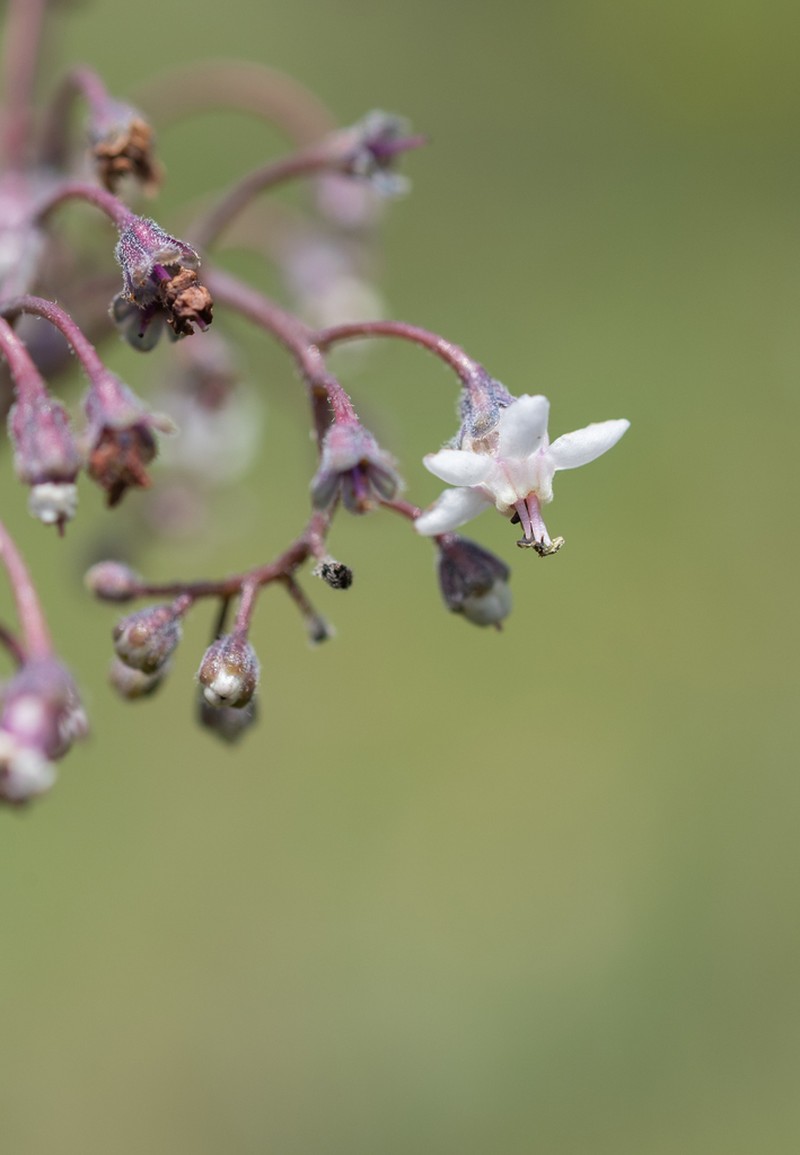 Afrotysonia glochidiata photo 7