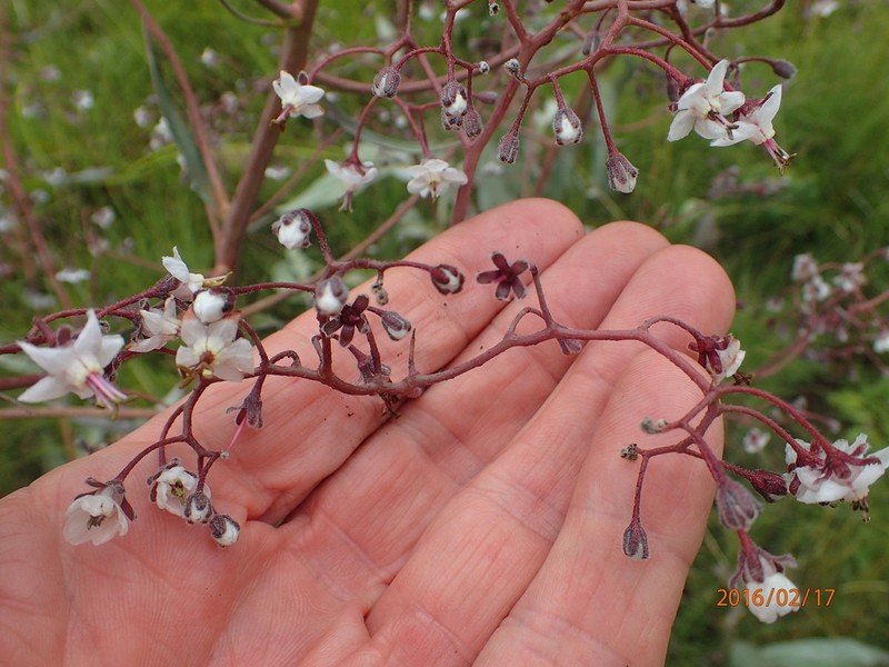 Afrotysonia glochidiata photo 8