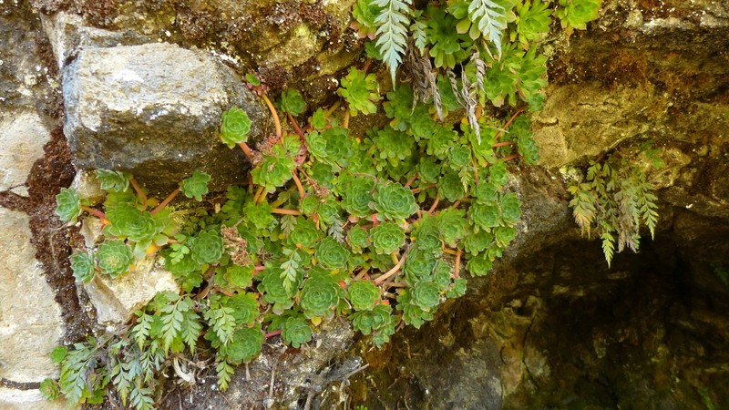 Afrovivella semiensis photo 2