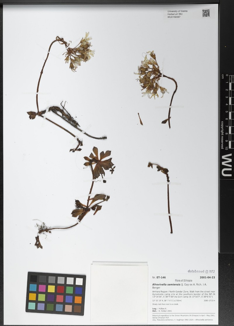 Afrovivella semiensis photo 3