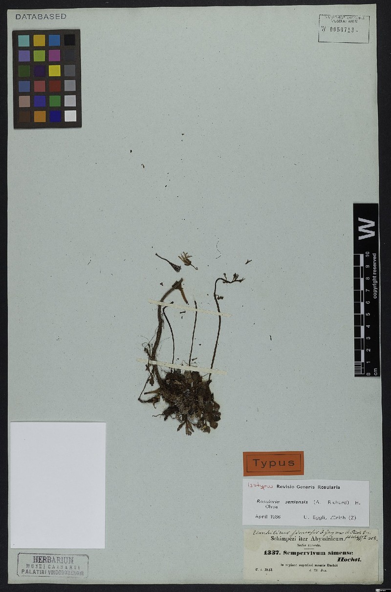 Afrovivella semiensis photo 4