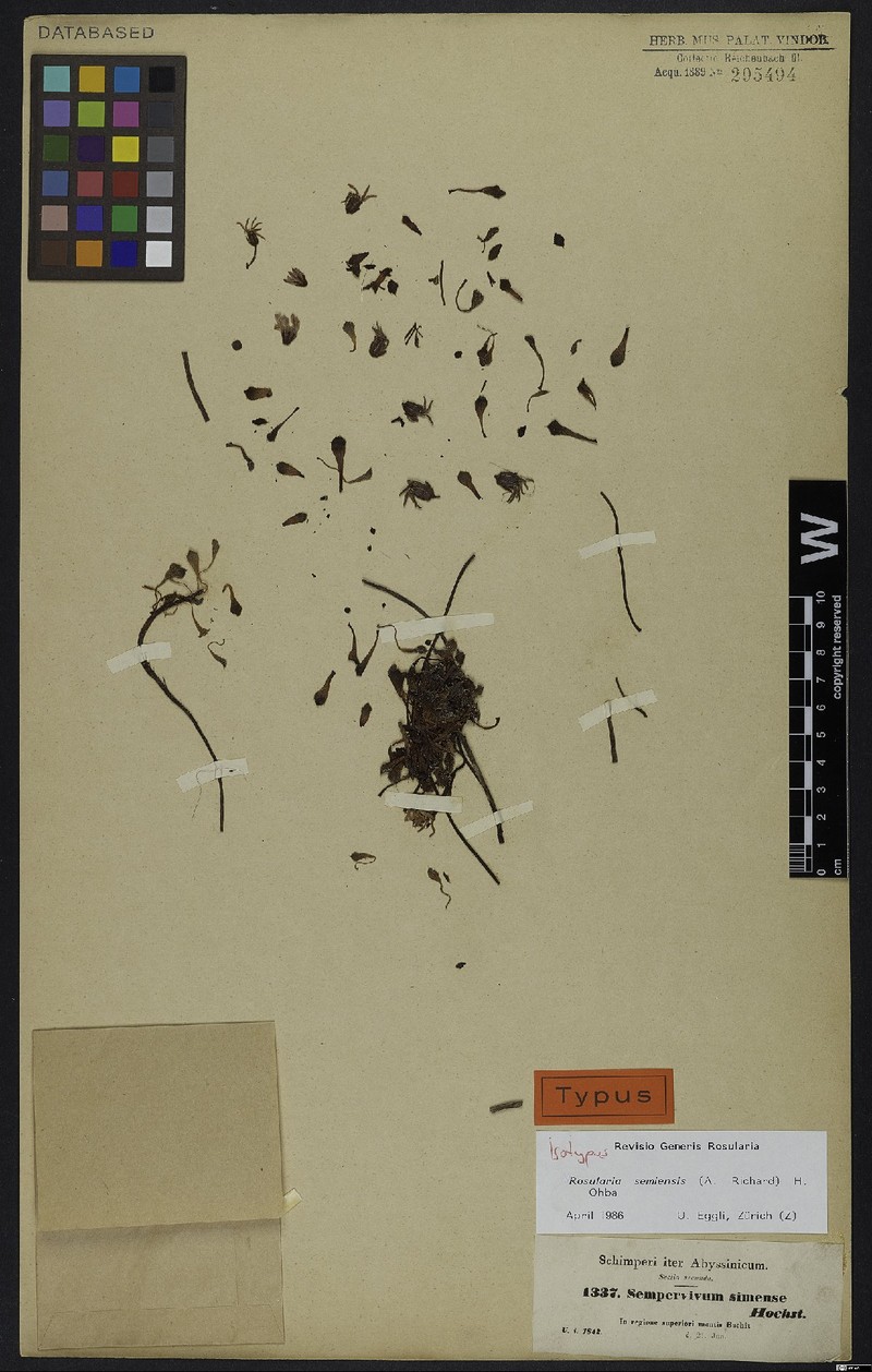 Afrovivella semiensis photo 5