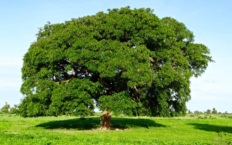 African Mahogany photo 5