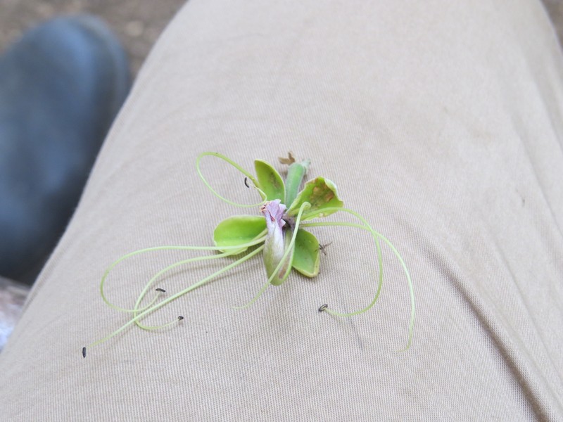 Pretty Afzelia photo 2