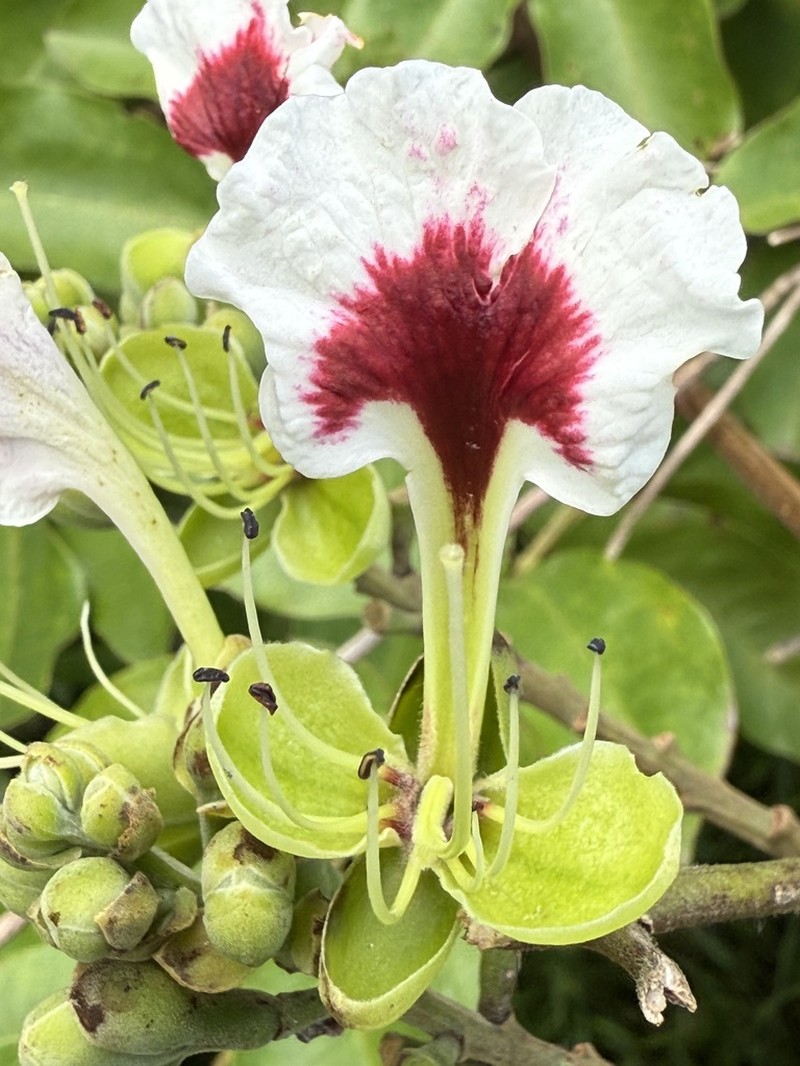 Pretty Afzelia photo 5