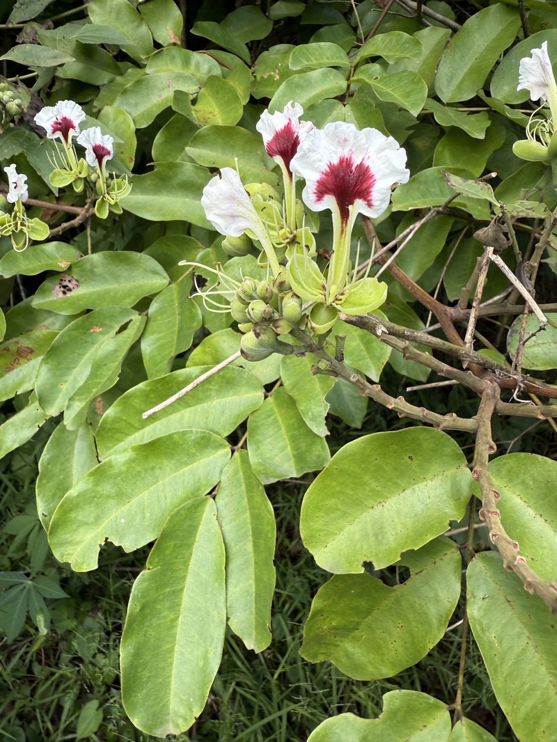 Pretty Afzelia photo 6