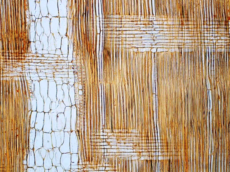 Afzelia bipindensis