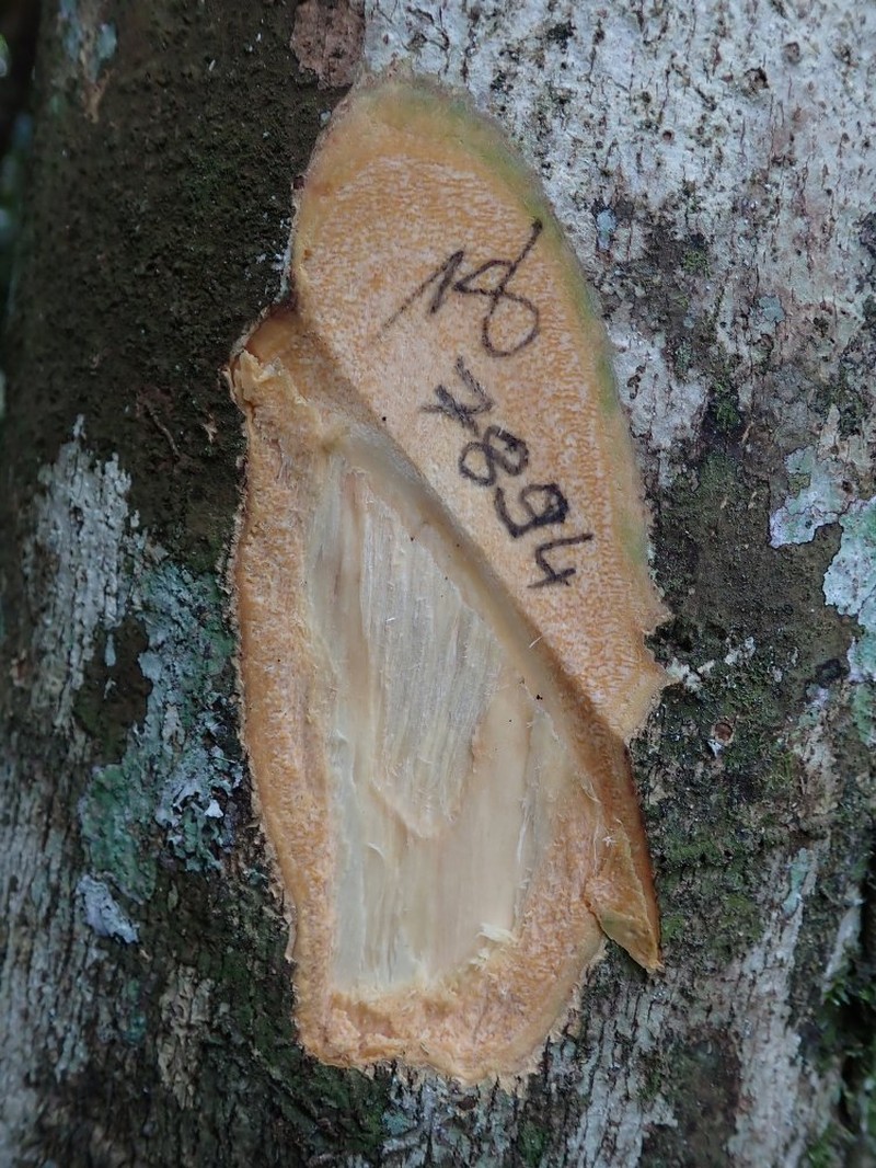Afzelia bipindensis photo 2