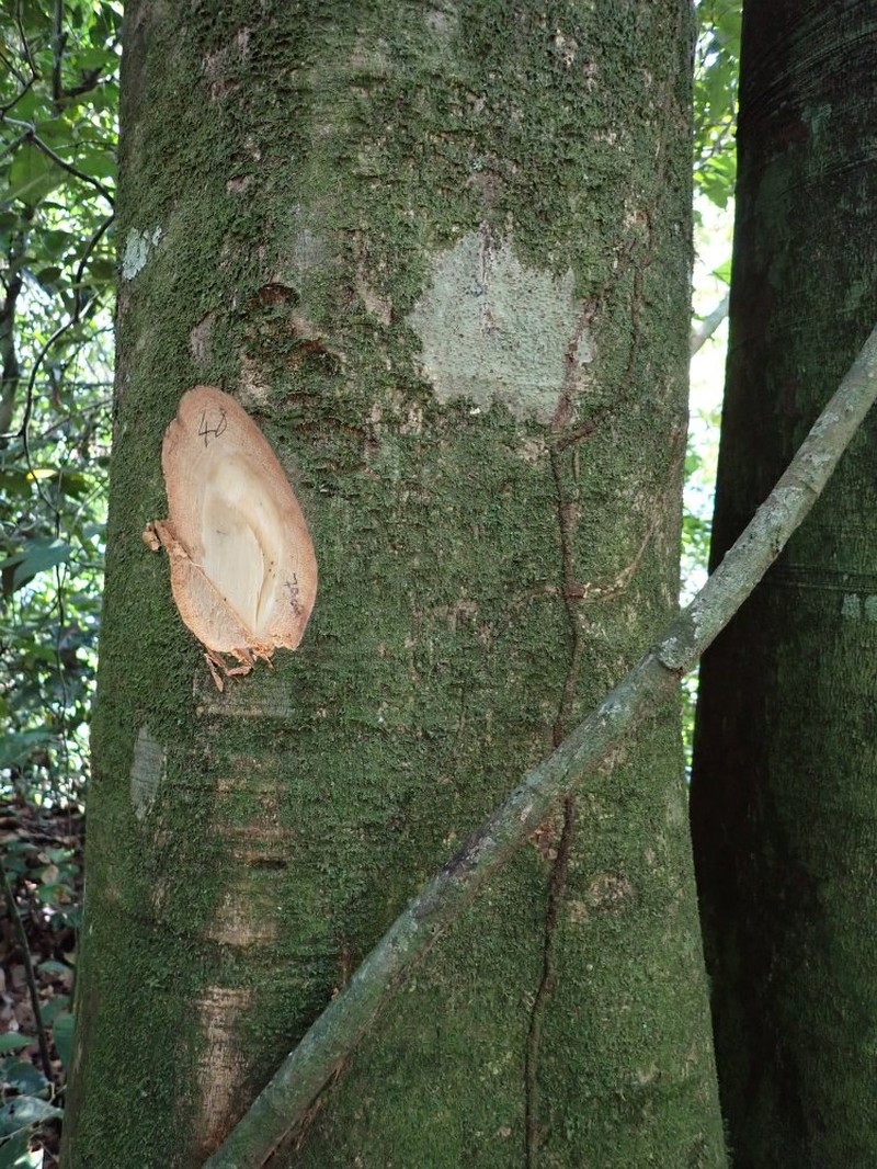 Afzelia bipindensis photo 3