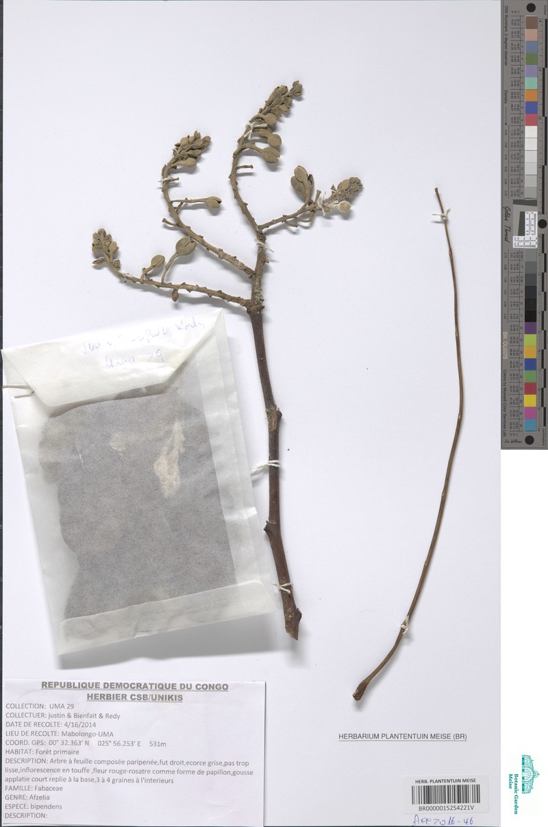 Afzelia bipindensis photo 4