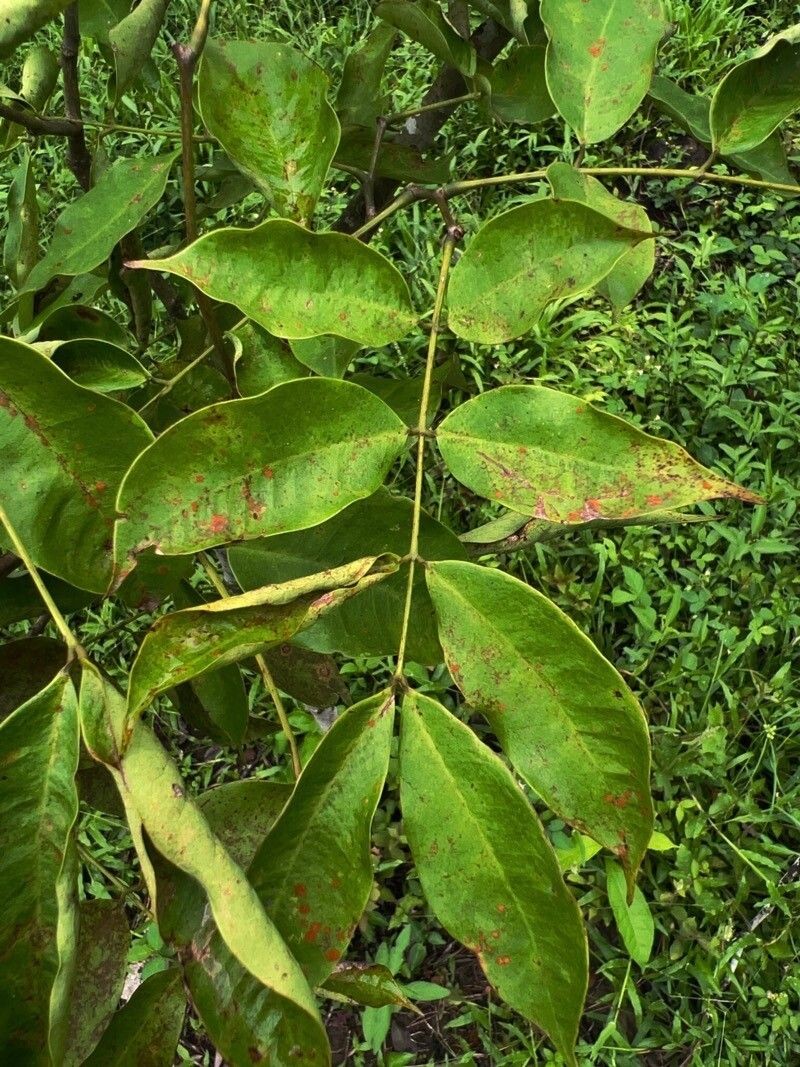 Afzelia bipindensis photo 5