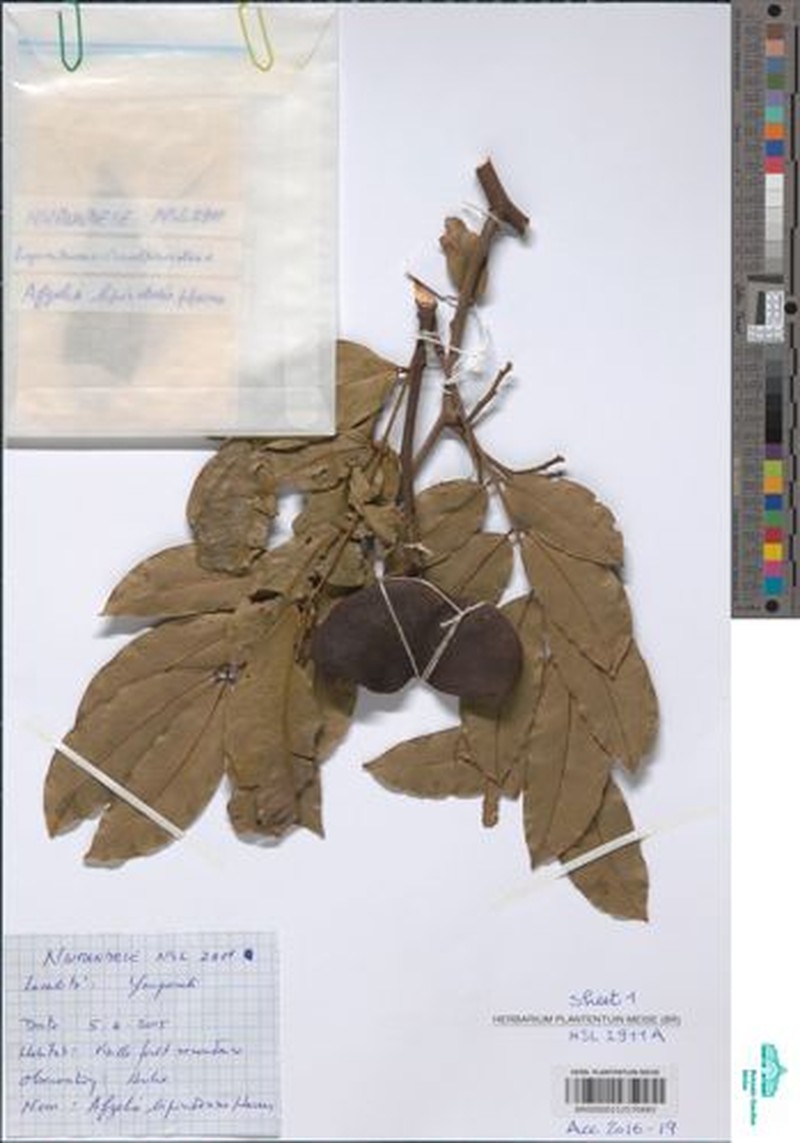Afzelia bipindensis photo 6