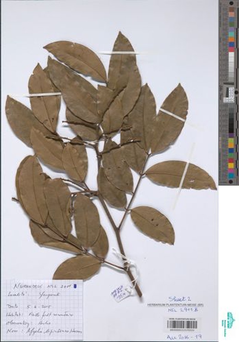 Afzelia bipindensis photo 7