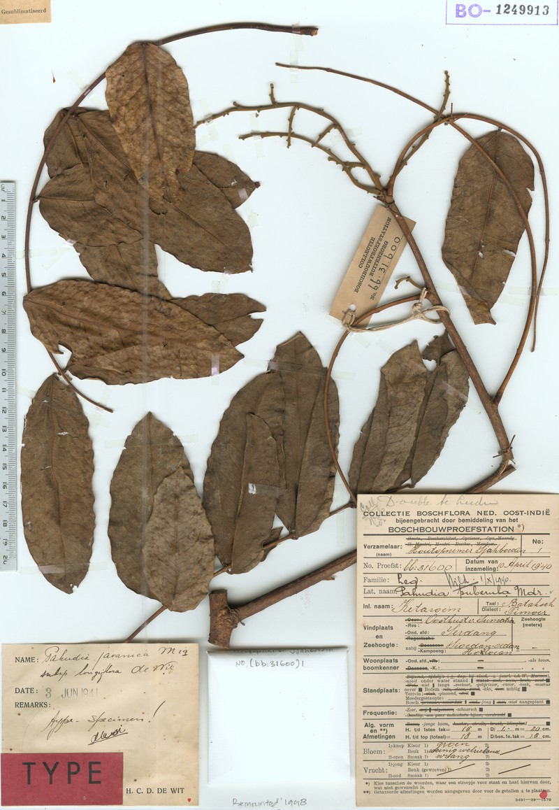 Afzelia javanica