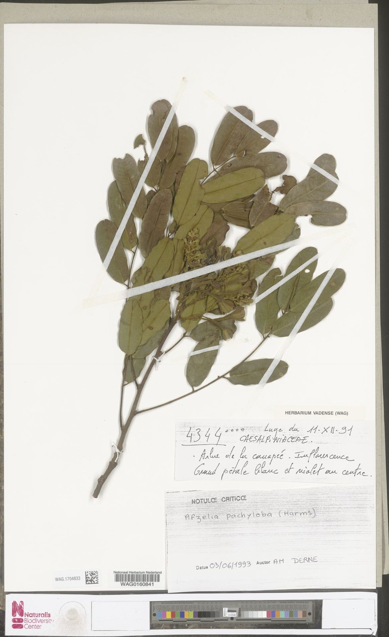 Afzelia pachyloba