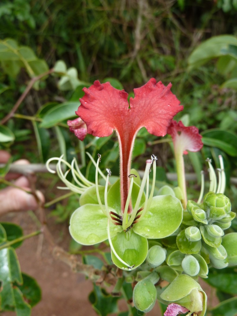 Afzelia parviflora