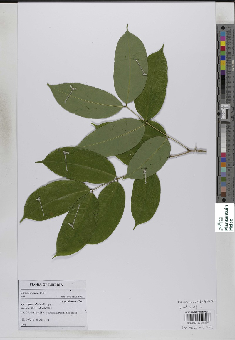 Afzelia parviflora photo 4