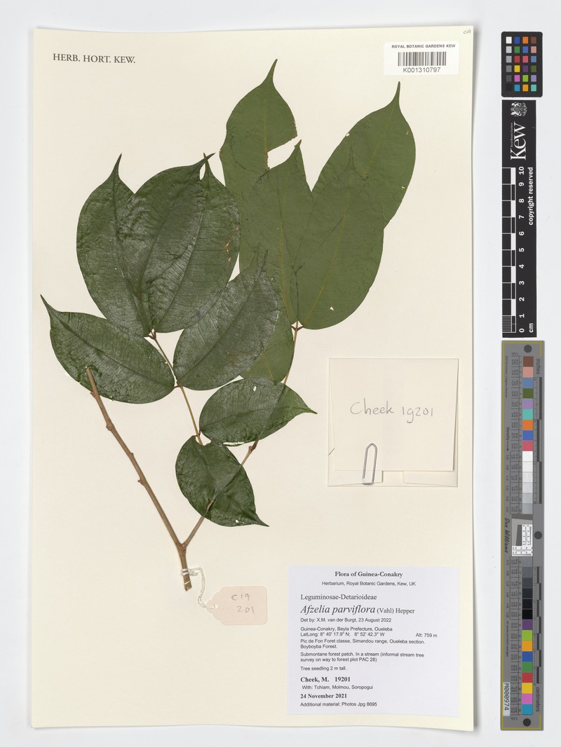 Afzelia parviflora photo 6