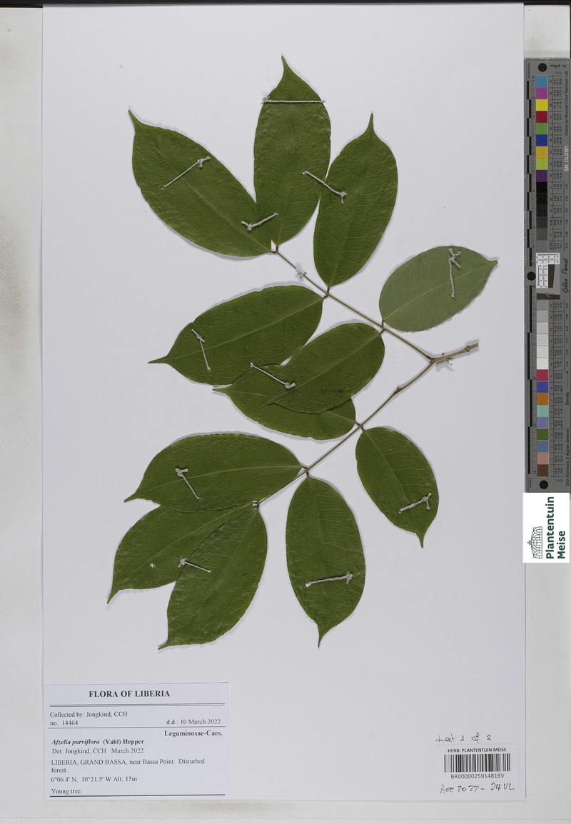 Afzelia parviflora photo 7