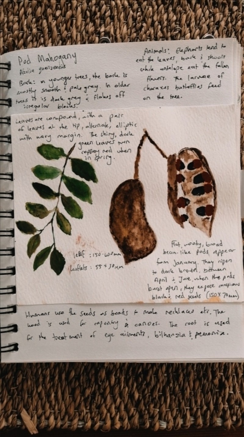 Pod Mahogany photo 3