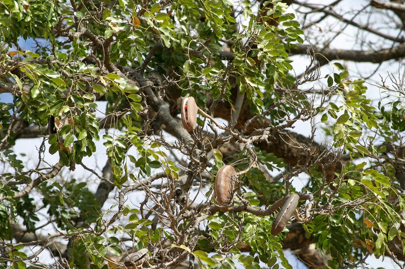 Pod Mahogany photo 6