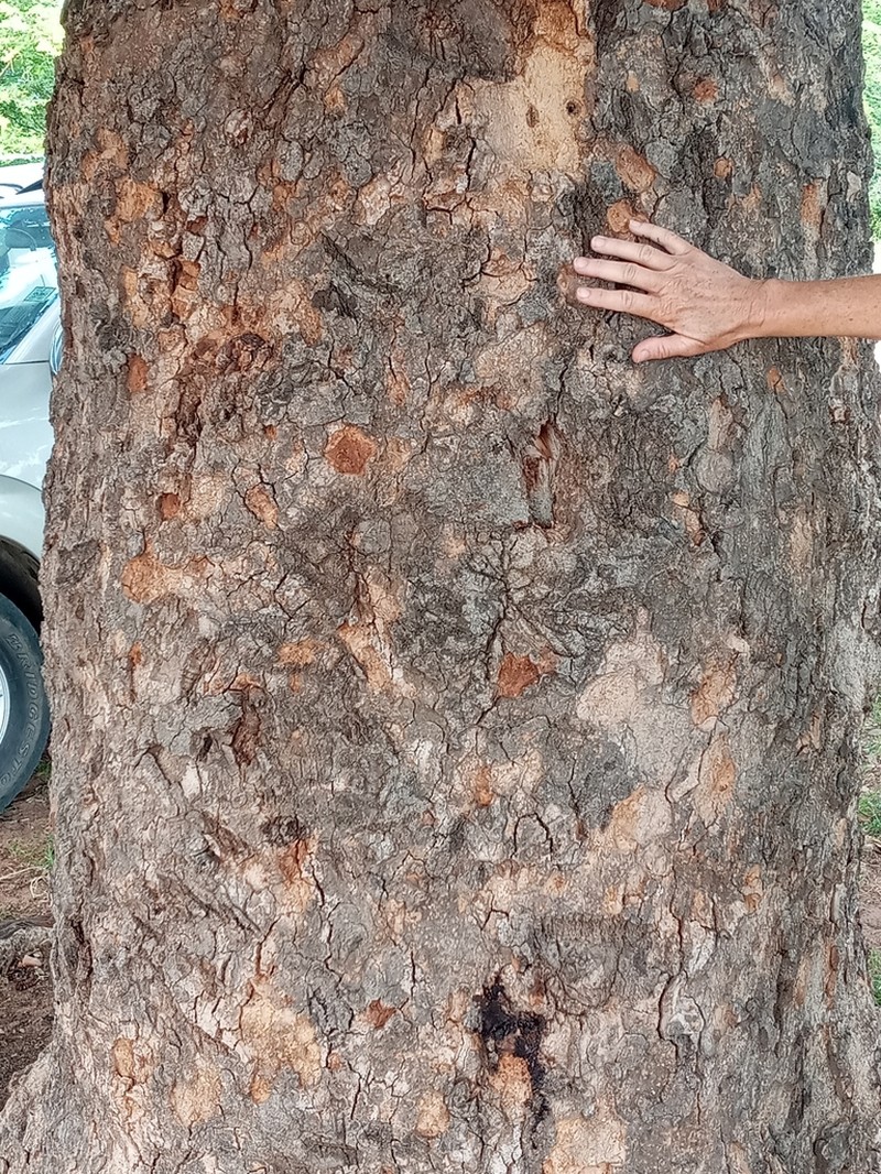 Pod Mahogany photo 8