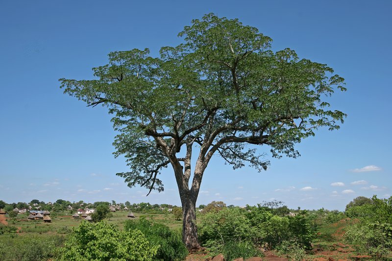 Pod Mahogany