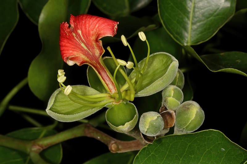 Pod Mahogany photo 2
