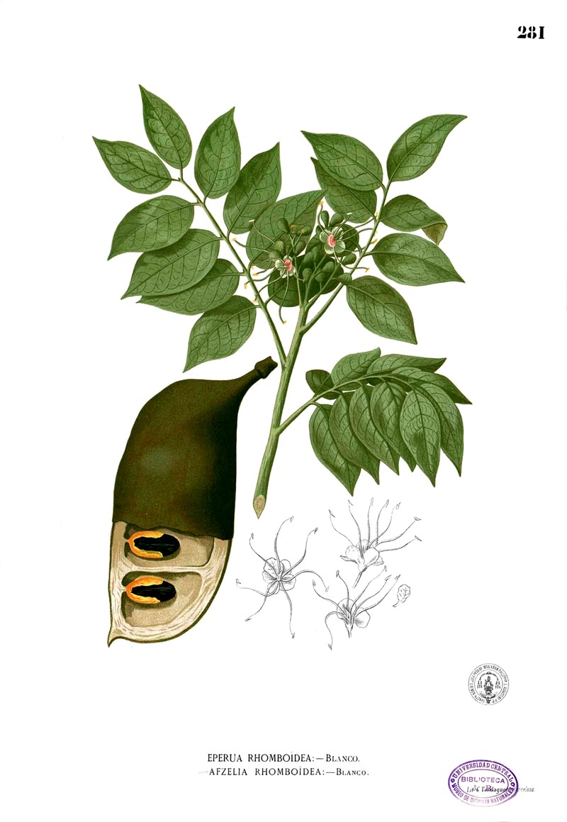 Afzelia rhomboidea