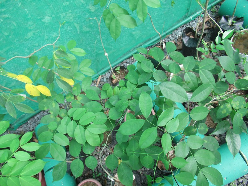 Afzelia rhomboidea photo 2