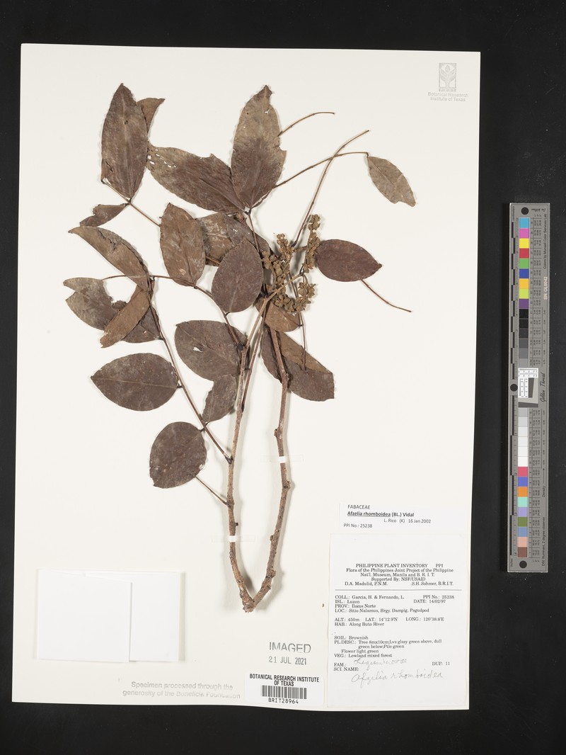 Afzelia rhomboidea photo 3