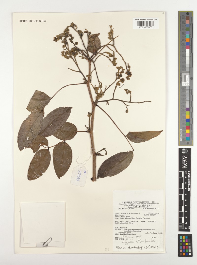 Afzelia rhomboidea photo 4