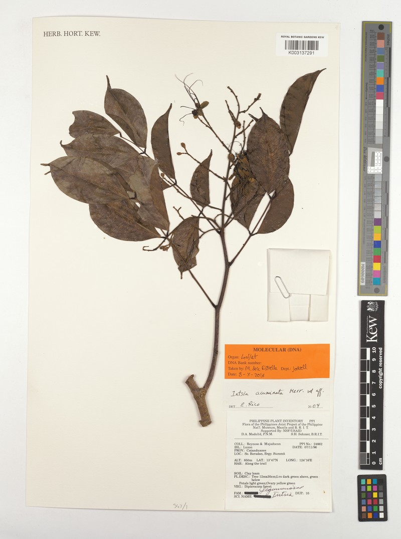 Afzelia rhomboidea photo 5