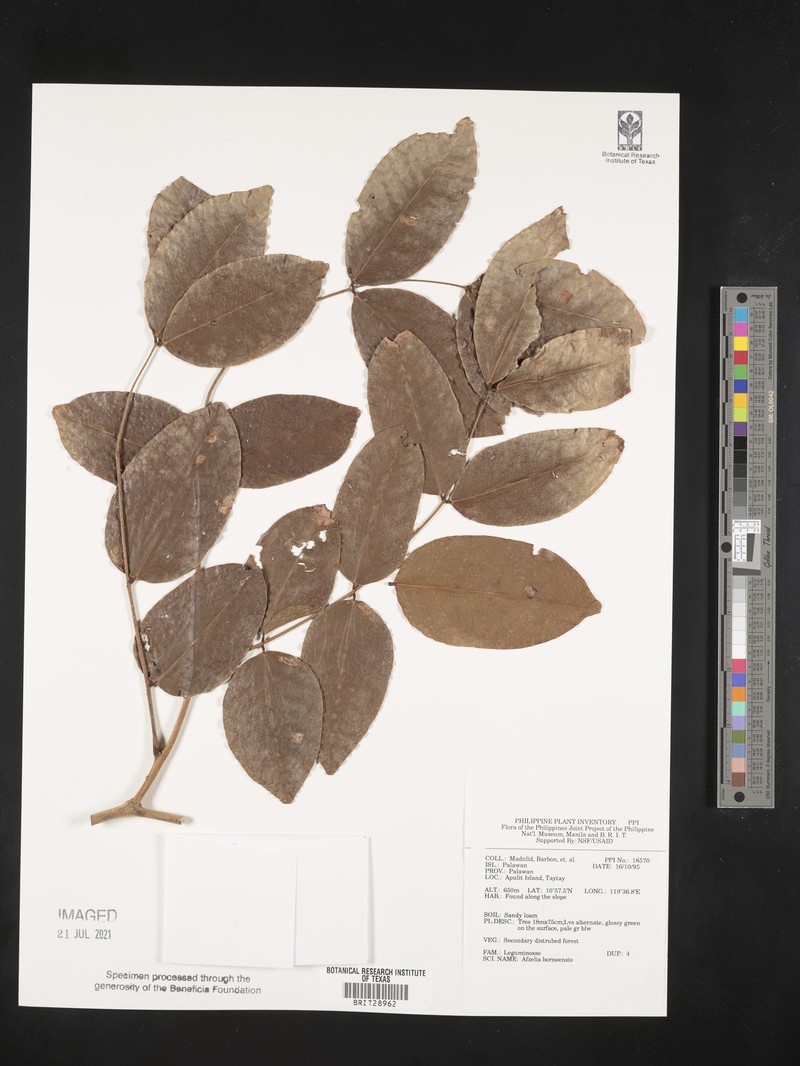 Afzelia rhomboidea photo 6