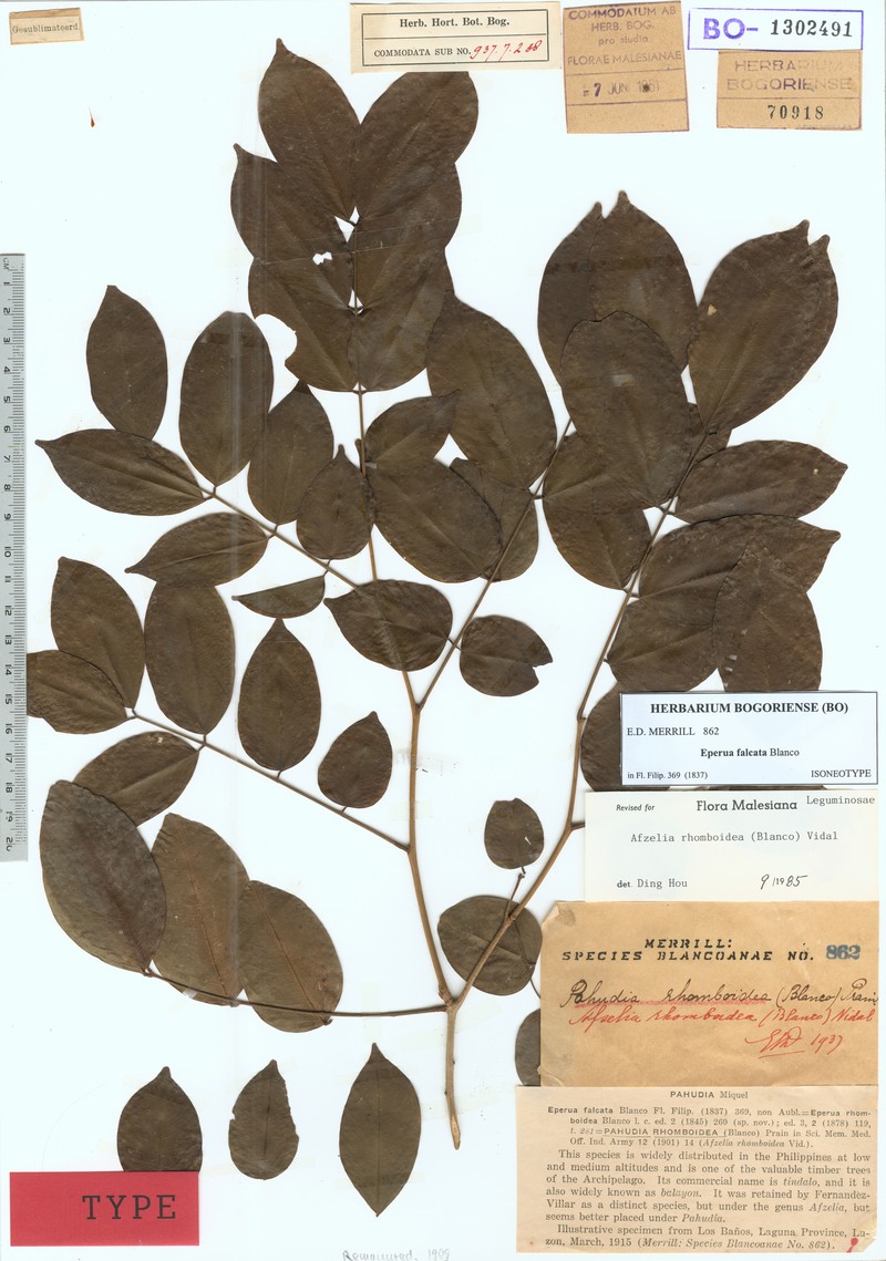Afzelia rhomboidea photo 7