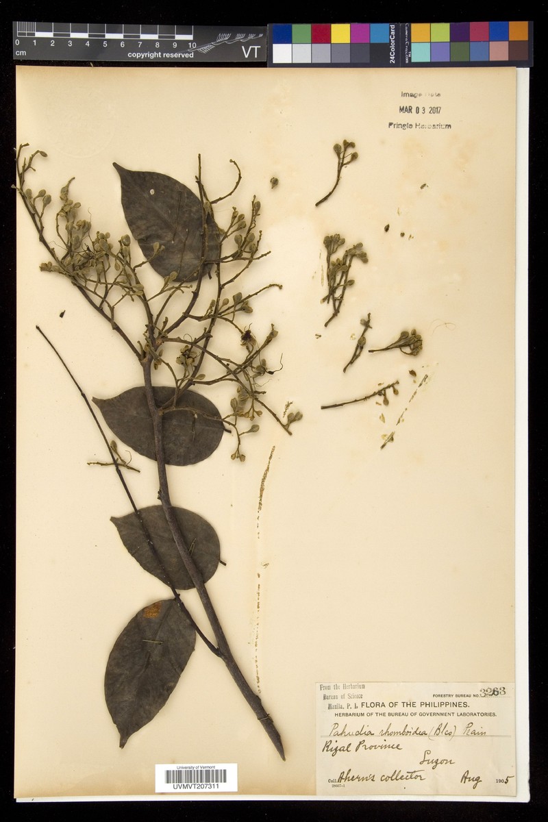 Afzelia rhomboidea photo 8