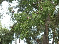 Afzelia xylocarpa