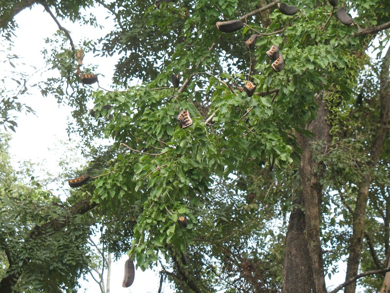 Afzelia xylocarpa