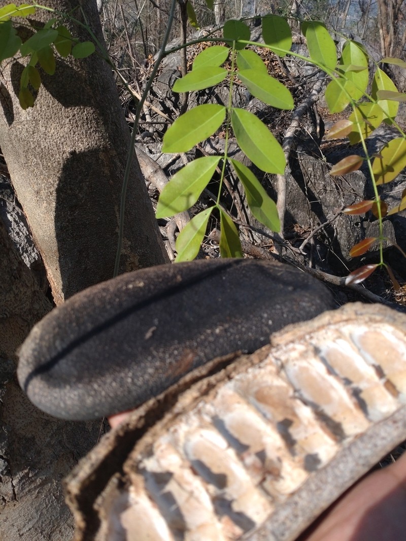 Afzelia xylocarpa photo 2
