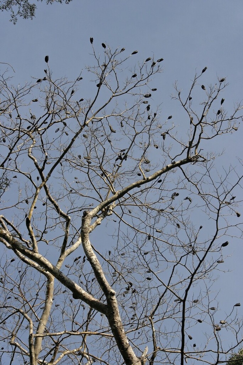 Afzelia xylocarpa photo 6