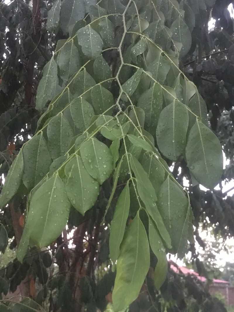 Afzelia xylocarpa photo 8