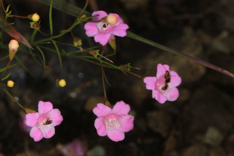Sandplain False Foxglove