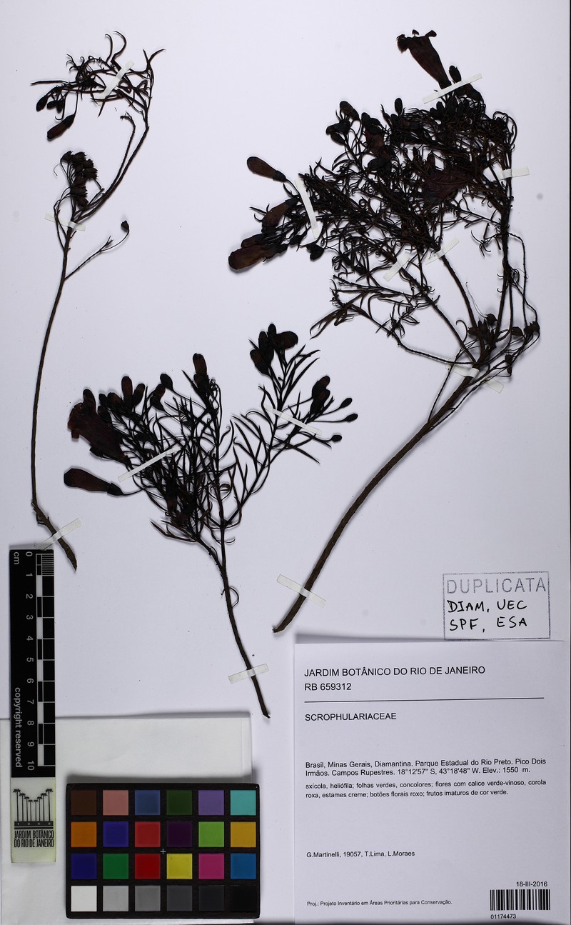 Agalinis angustifolia