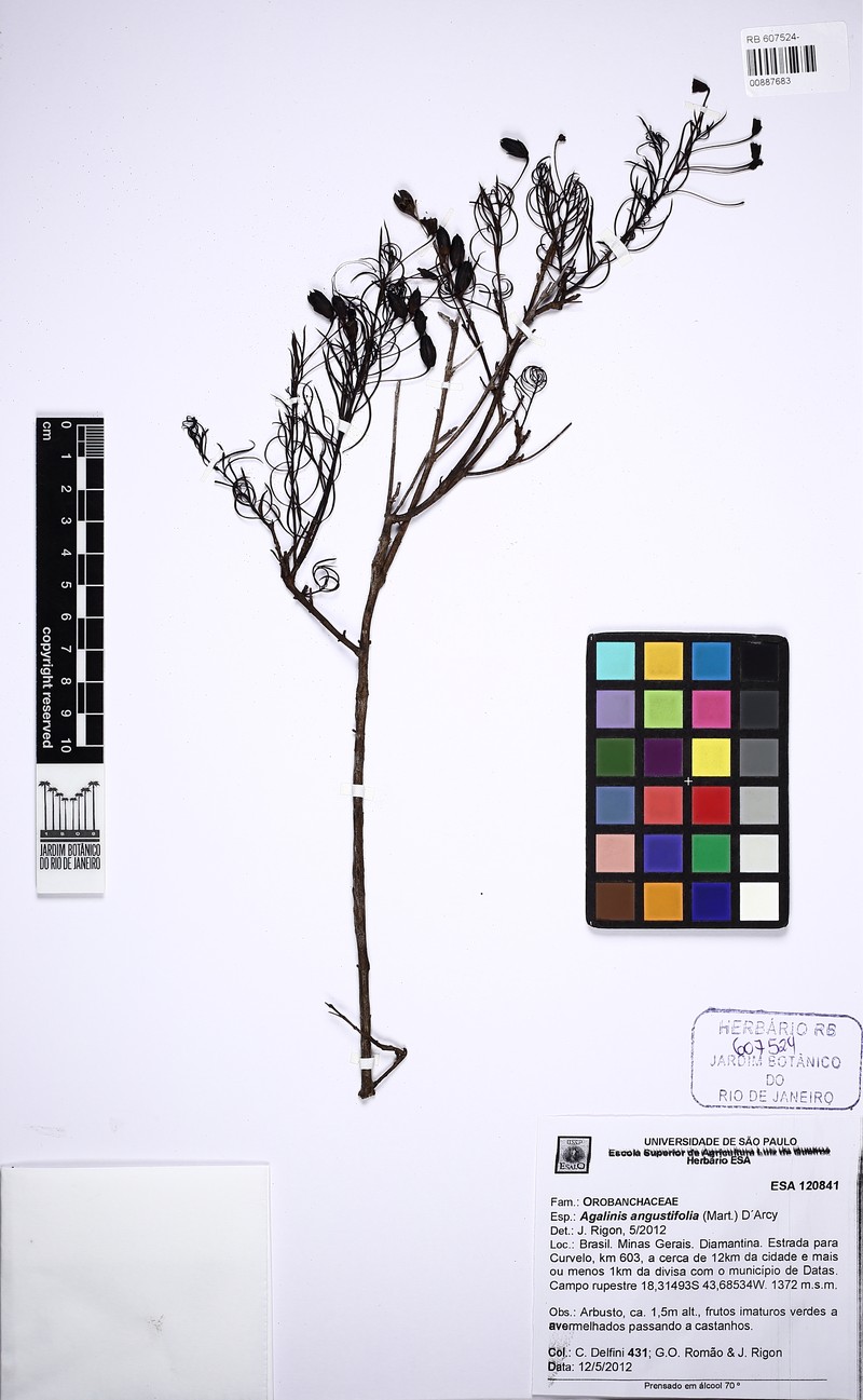 Agalinis angustifolia photo 2