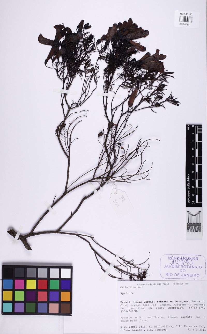 Agalinis angustifolia photo 3