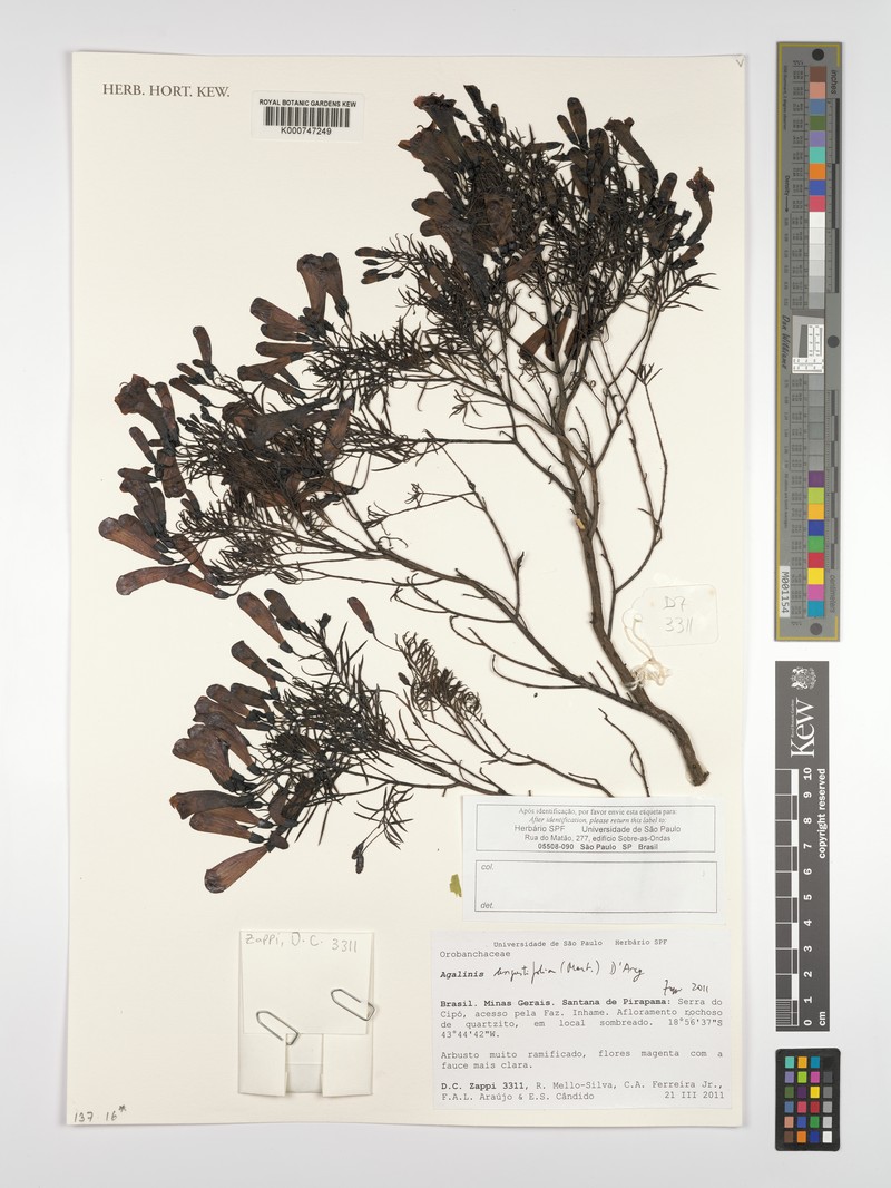 Agalinis angustifolia photo 4