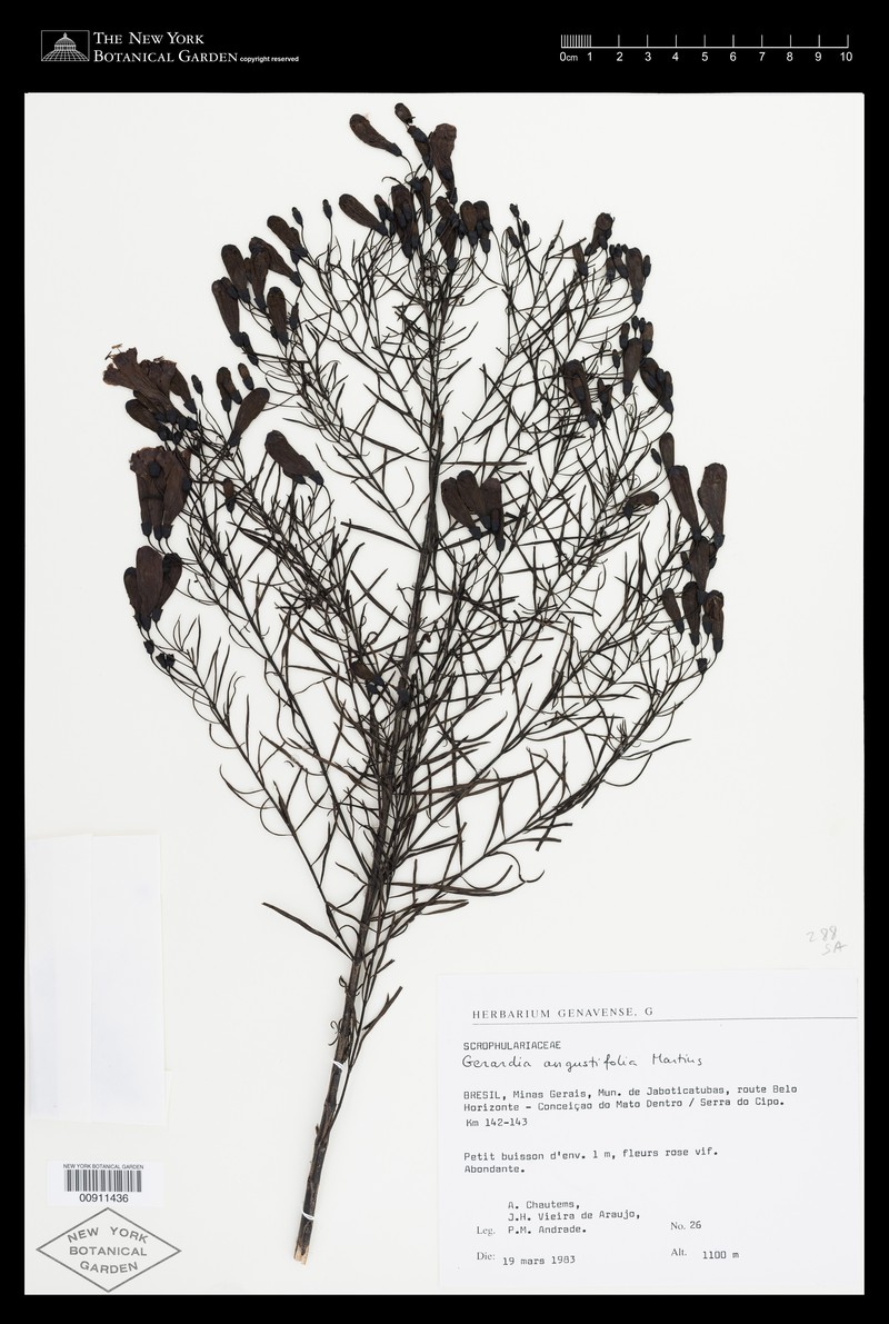 Agalinis angustifolia photo 5