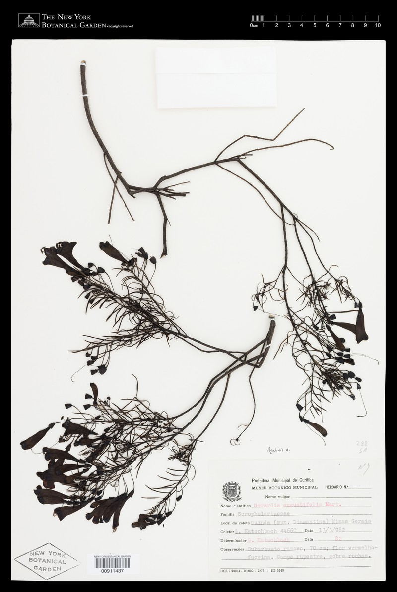 Agalinis angustifolia photo 6